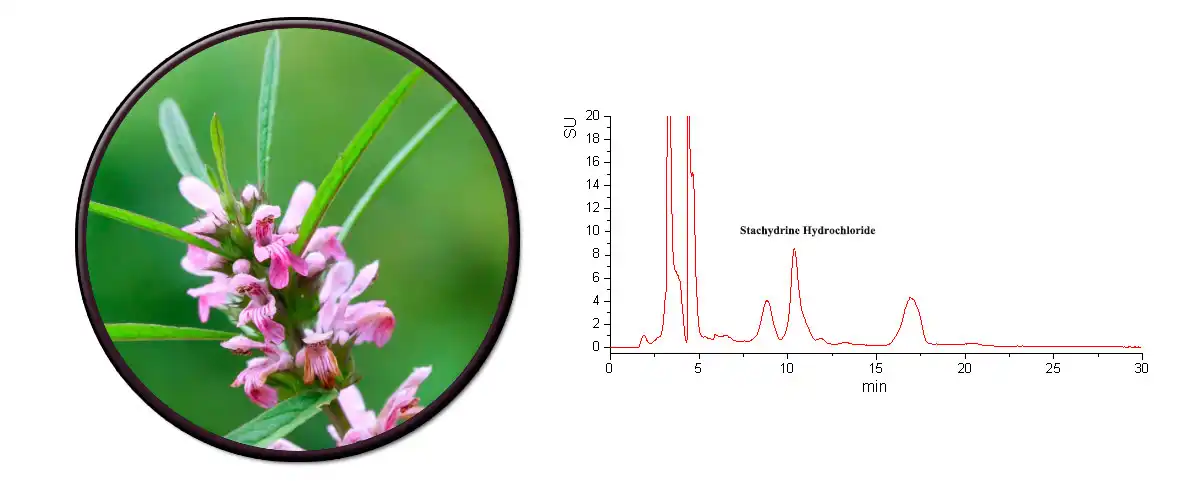 Stachydrine Hydrochloride Sale.jpg